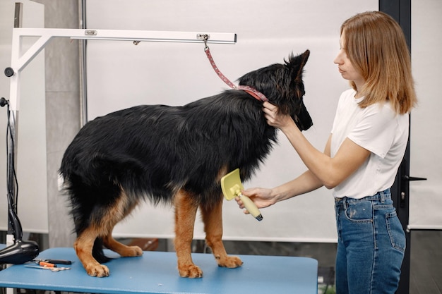 Free Photo big black dog getting procedure at the groomer salon young woman in white tshirt combing a dog dog is tied on a blue table