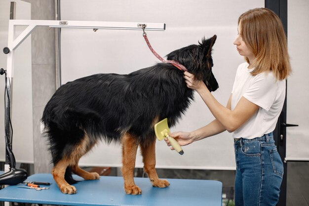 Big black dog getting procedure at the groomer salon Young woman in white tshirt combing a dog Dog is tied on a blue table