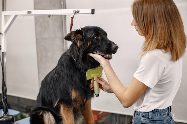 Free Photo big black dog getting procedure at the groomer salon young woman in white tshirt combing a dog dog is tied on a blue table