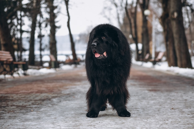 Big black dog outside in park