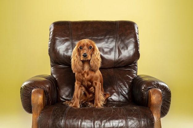 Big boss. English cocker spaniel young dog is posing.