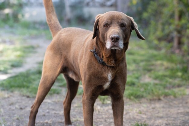 Big brown dog standing on the grass-covered ground captured at daylight