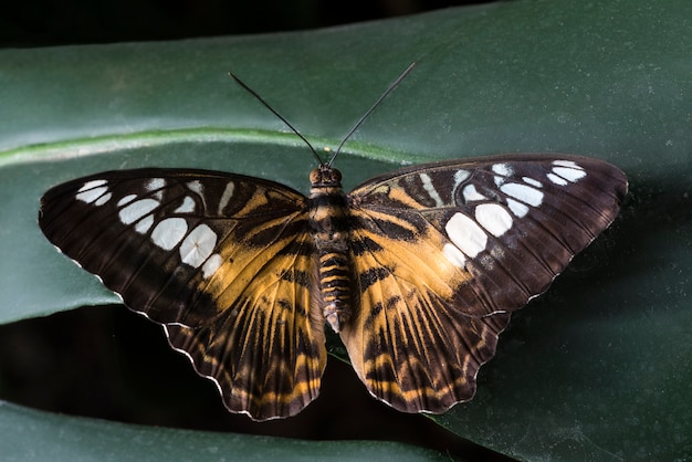 Big butterfly placed on leaves