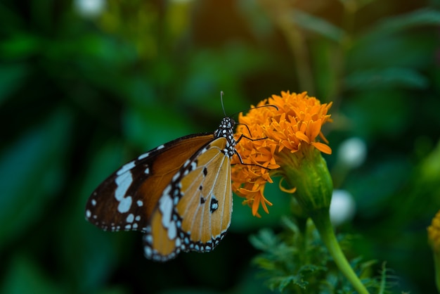 big butterfly sitting on Beautiful yellow flower anemones fresh spring morning on nature