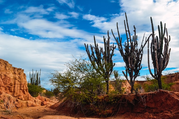 Free Photo big cacti plants on the rocks in the tatacoa desert, colombia under the bright cloudy sky