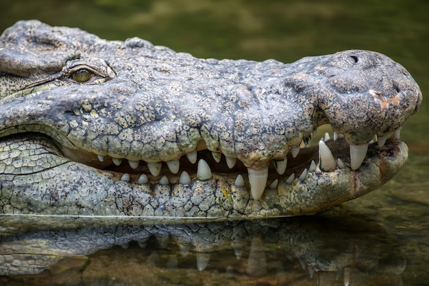 Free Photo big crocodile in national park of kenya, africa