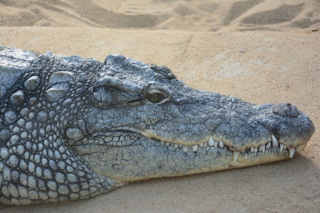 big crocodile on the sand with huge teeth