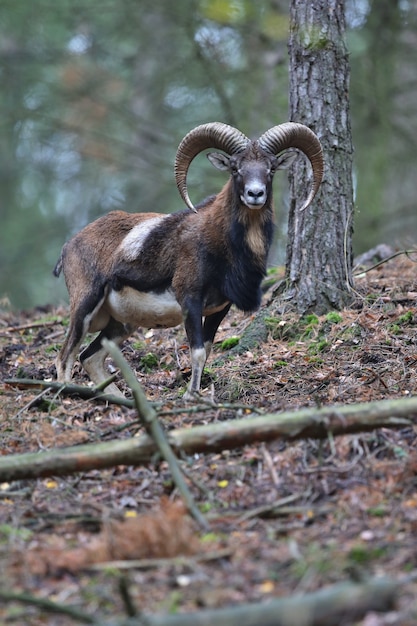 Free photo big european moufflon in the forest wild animal in the nature habitat in czech republic