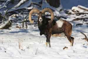 Free photo big european moufflon in the forest wild animal in the nature habitat in czech republic