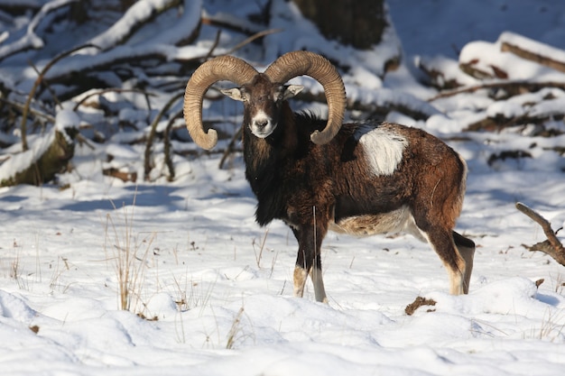 big european moufflon in the forest wild animal in the nature habitat in czech republic