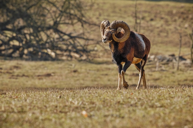 Free photo big european moufflon in the forest wild animal in the nature habitat czech republic