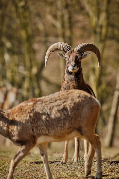 Big european moufflon in the forest wild animal in the nature habitat Czech Republic 