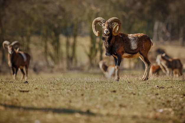 Free photo big european moufflon in the forest wild animal in the nature habitat czech republic