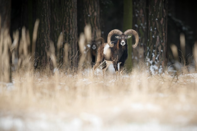 Big european moufflon in the forest wild animal in the nature habitat Czech Republic 