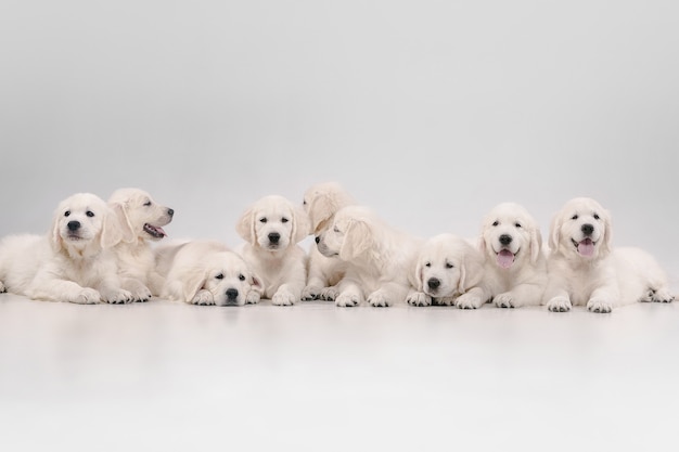 Free photo big family. english cream golden retrievers posing. cute playful doggies or purebred pets looks cute isolated on white wall. concept of motion, action, movement, dogs and pets love. copyspace.