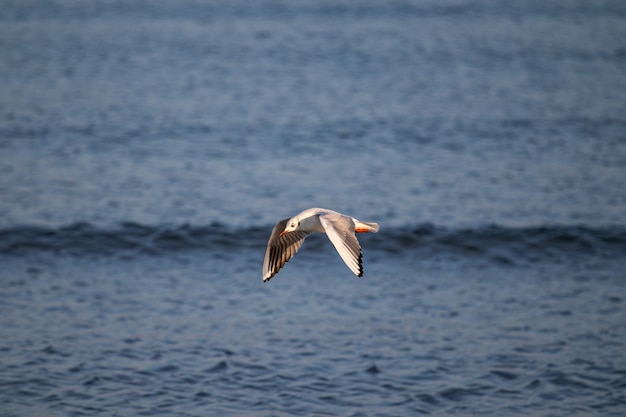 Free Photo big gull flying over the sea during daytime