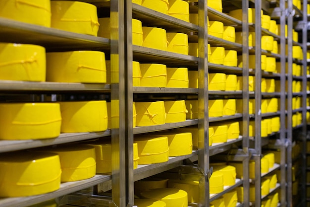 Big heads of yellow fresh cheese in cheese factory background