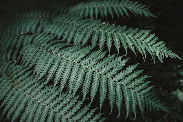 Free photo big leaves in forest