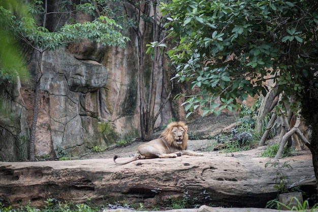 Big lion lying on the stone in daytime resting. Animals concept.