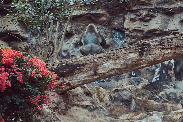 A big male gorilla with silverback sits on a fallen tree over an abyss over in the national zoo.