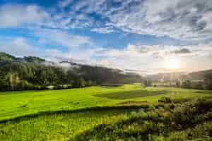 Free photo big rice field in morning in thailand