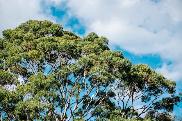 big tree and blue sky