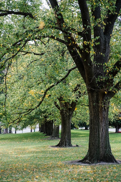 big tree in park