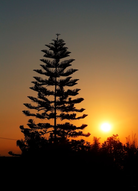 Free photo big tree with sunset behind