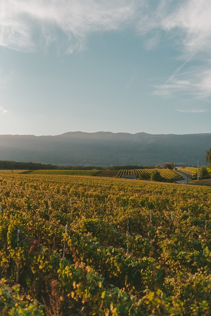 Big vineyard under the beautiful bright sky on a sunny day