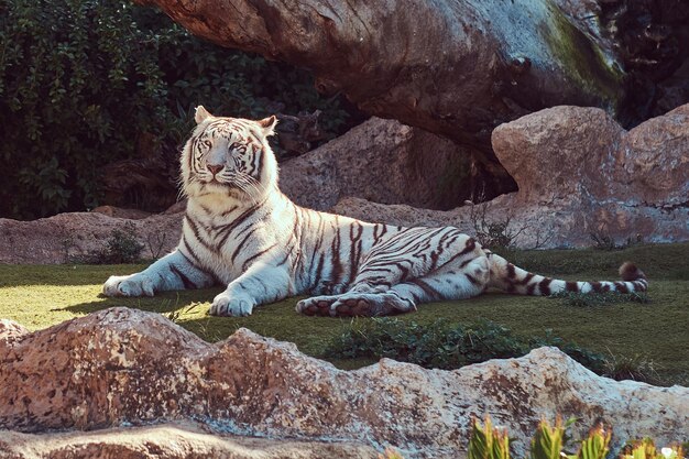 A big white Bengal tiger sits in the shade on the park in the national zoo, resting on a hot summer day.