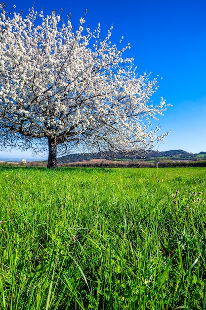 Big white blossoming tree in spring.