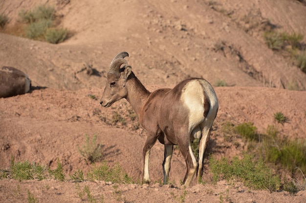 Free Photo bighorn sheep in the badlands of south dakota