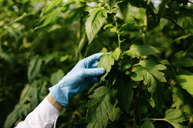 Free photo biotechnology woman engineer examining plant leaf for disease