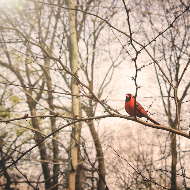 Free Photo bird branch tranquil tweeting nature concept