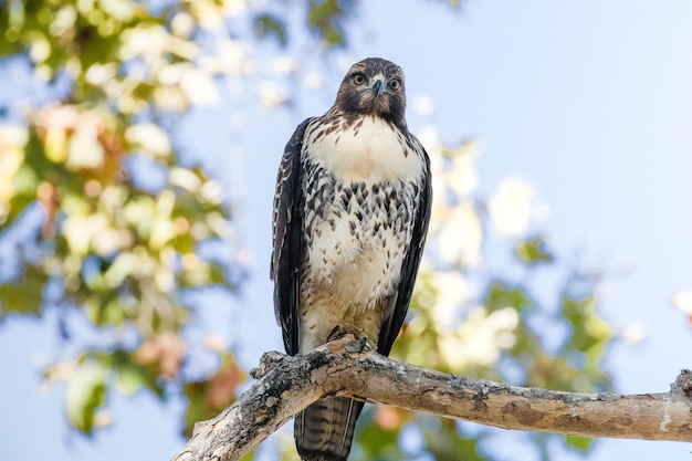 Bird on a branch