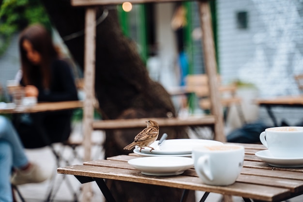 Free photo bird in city. sparrow sitting on table in outdoor cafe