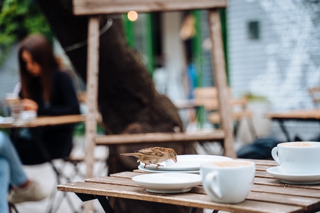 Bird in city. Sparrow sitting on table in outdoor cafe