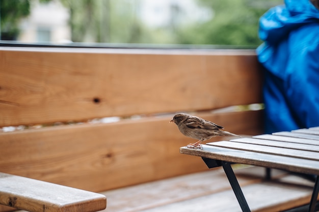 Free Photo bird in city. sparrow sitting on table in outdoor cafe