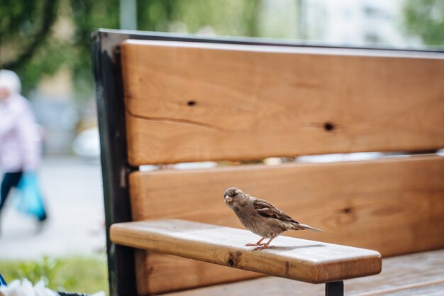 Free Photo bird in city. sparrow sitting on table in outdoor cafe