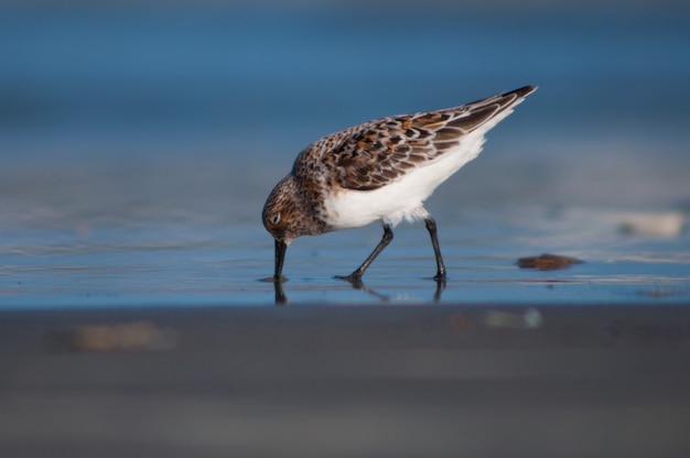 Bird in the coast