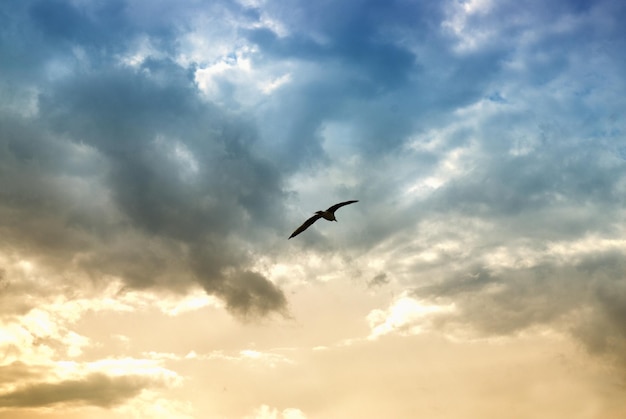 Free photo bird and dramatic clouds