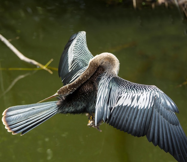 Free Photo bird in everglades