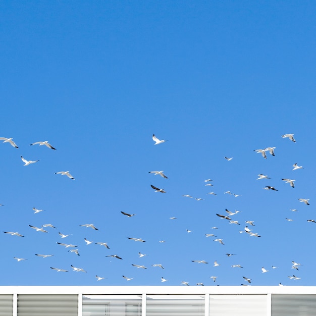 Bird flock flying