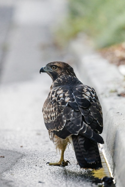 Free Photo bird on the ground