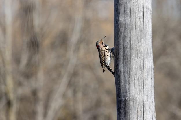 Free photo bird holding on to a tree