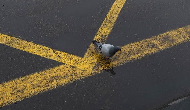 Free Photo bird image bird sitting on the grey yellow lined road during daytime