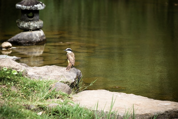 Free photo bird near the lake with blurred background