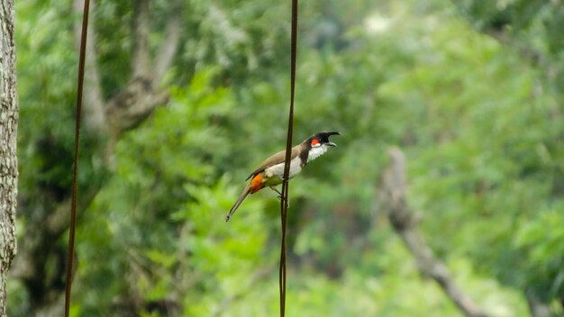 bird_photography nature woodpecker wildlife birds