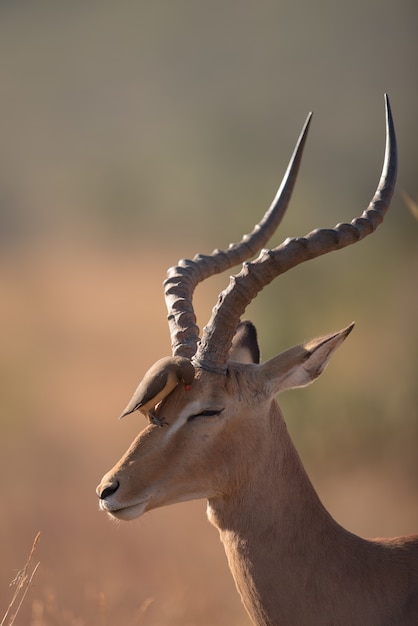 Free photo bird sitting on the head of a gazelle