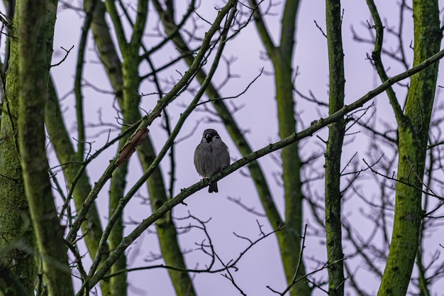 Free photo bird sitting on the tree branch during dawn